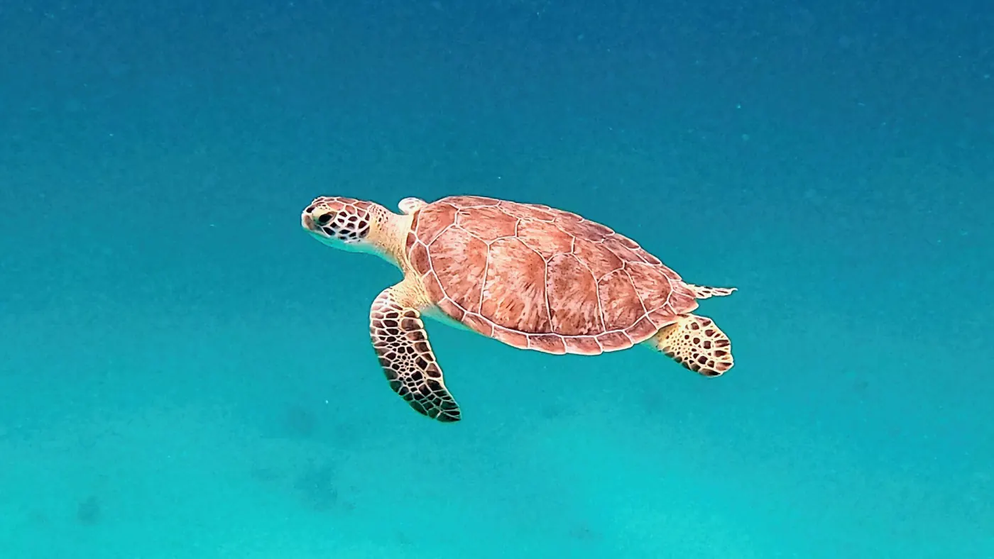 Reef, rays and turtles, in water clear enough to see them coming a long way off.